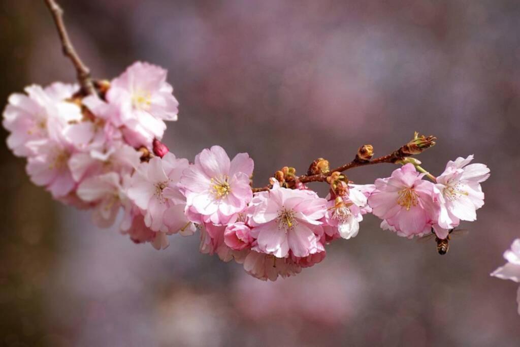 Au Printemps Japonais, Petit Train De La Mure, Parc Des Ecrins Casa de Férias Pierre-Chatel