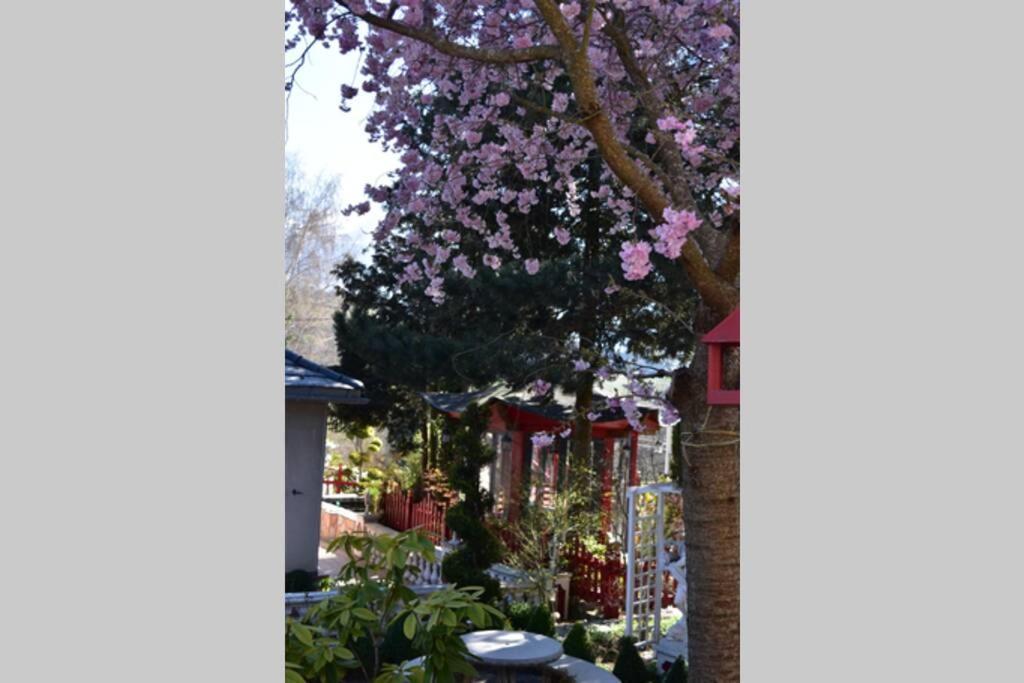 Au Printemps Japonais, Petit Train De La Mure, Parc Des Ecrins * Pierre-Chatel